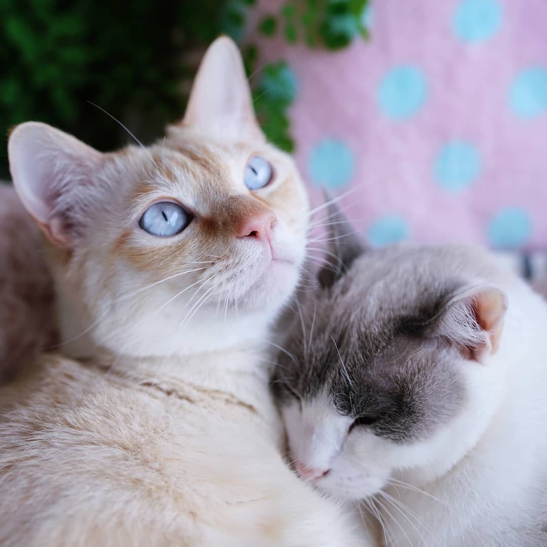 Чако и Сузука: коты, покорившие сеть своей грациозностью