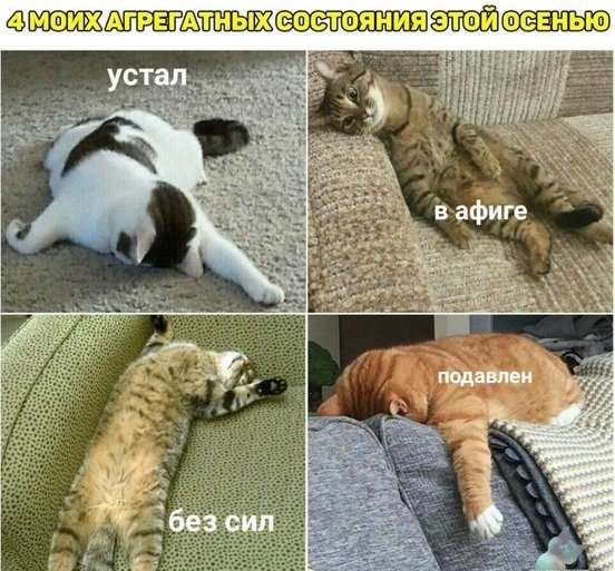 Картинки с котами и про котов