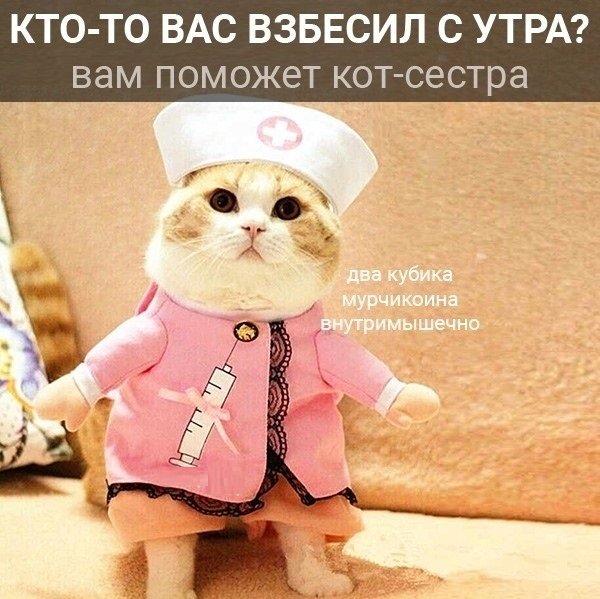 Картинки с котами и про котов