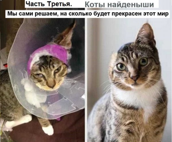 Картинки с котами и про котов