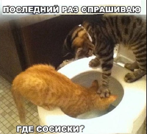 Картинки с котами и про котов