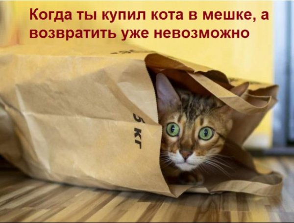 Картинки с котами и про котов