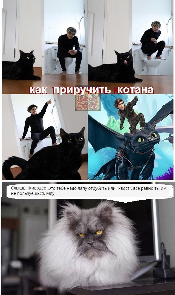 Картинки с котами и про котов