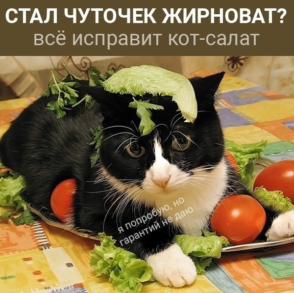 Картинки с котами и про котов