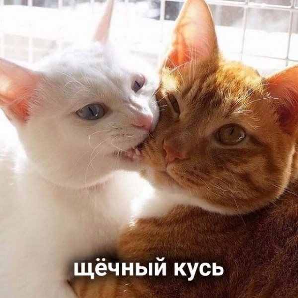 Картинки с котами и про котов