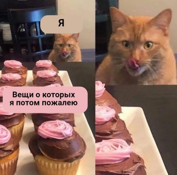 Картинки с котами и про котов