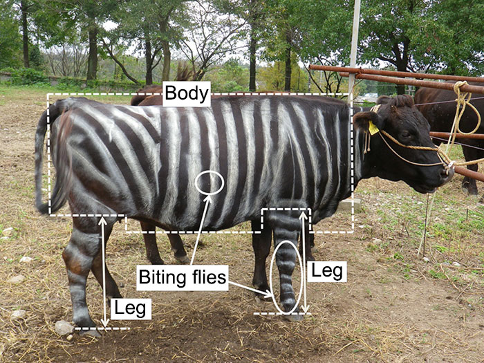Ученые перекрасили коров в зебр и получили неожиданный эффект