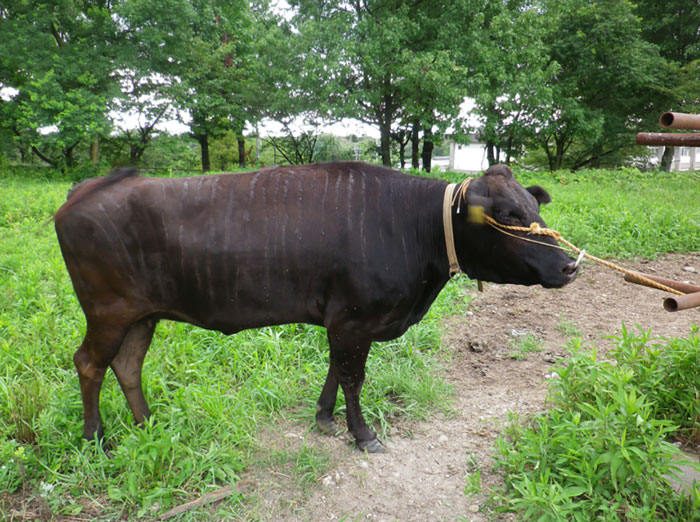 Ученые перекрасили коров в зебр и получили неожиданный эффект