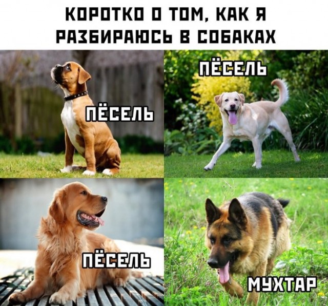 Прикольчики