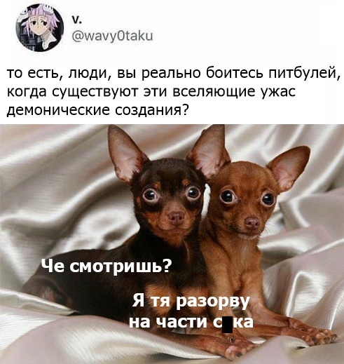 Прикольчики