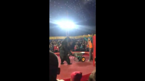 В Карелии в ходе выступления в цирке медведь напал на дрессировщика