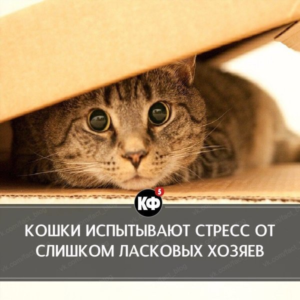 Краткие факты