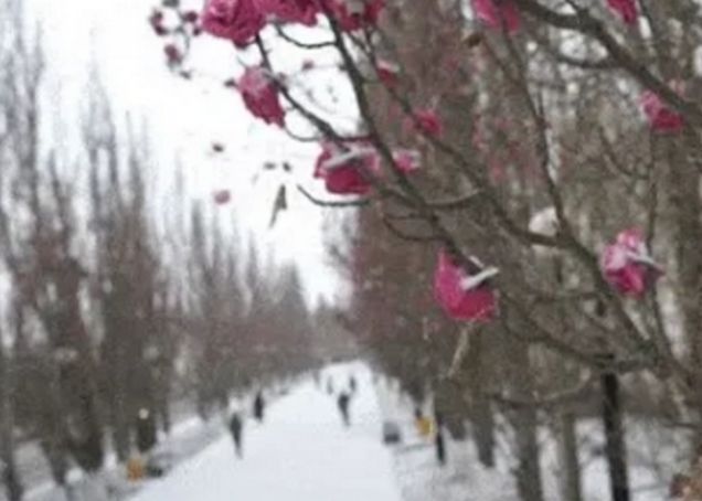 В Омске выпал снег, но тополя до сих пор «цветут» Всячина