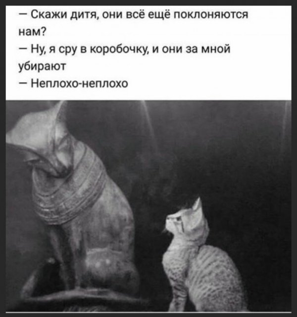 Юмор на любителя