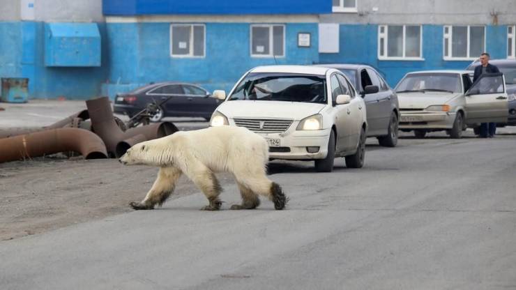 Прикольчики