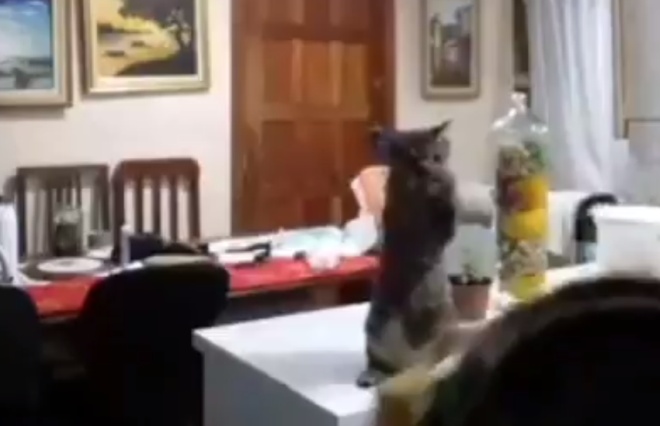 Котенок "учит" хозяйку мыть кастрюлю
