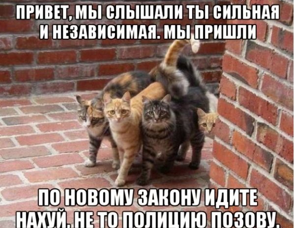 Без кота и жизнь не та.. reklama1reklama2, reklamareklama0