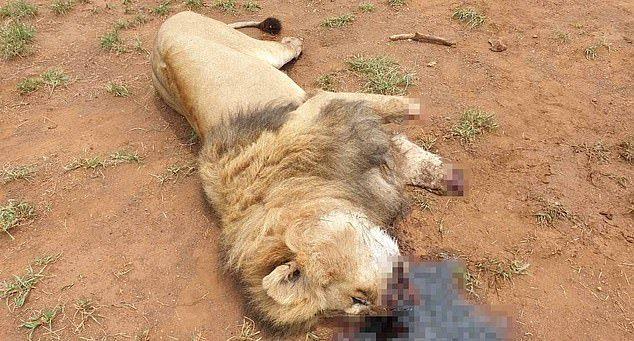 Браконьеры убили и расчленили львов для продажи адептам черной магии