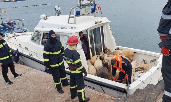 Судно с более 14 000 овец перевернулось в Черном море судно, Черном, Пресссекретарь, перегружено, возникли, проблемы, двигателем, Спасли, членов, экипажа, служб, спасательных, неизвестны, Мария, Стойка, выразила, надежду, запертые, трюме, животные