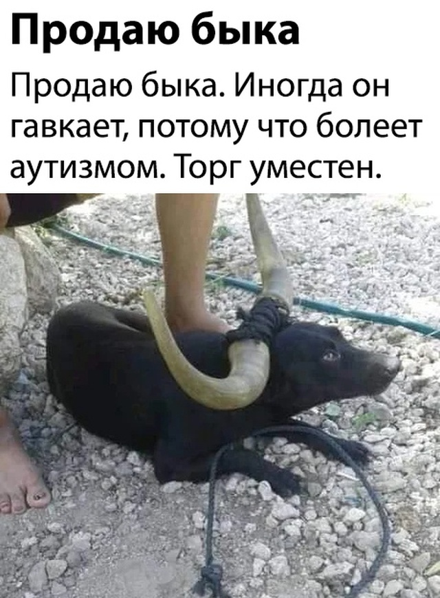 Вечерние приколы