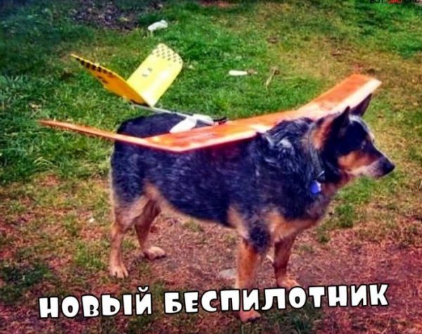 Юмор на любителя