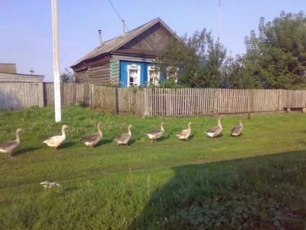 Летние каникулы в деревне Всячина