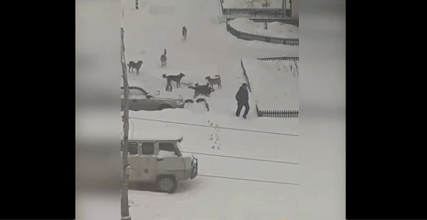 В Североуральске стаи бродячих собак терроризируют местное население