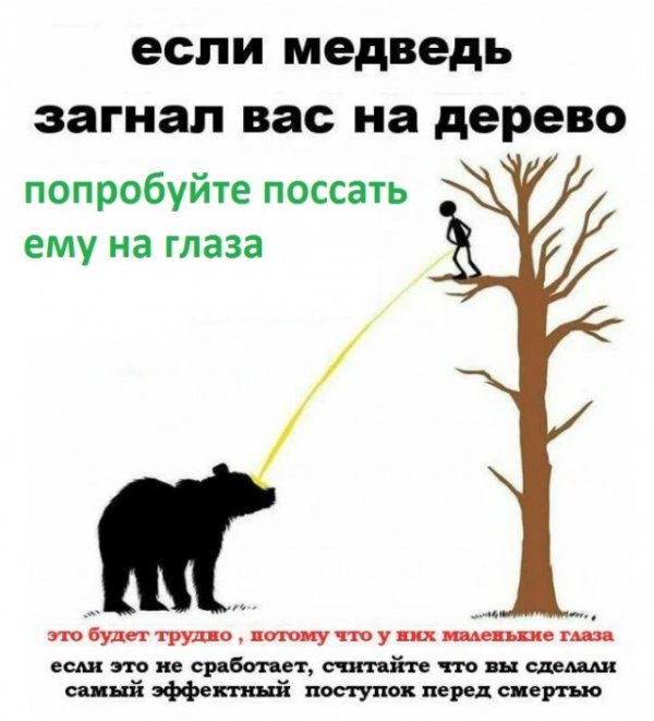 Если на вас напал медведь reklama1reklama2