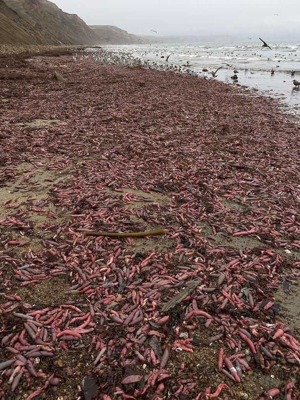 Пляж в Калифорнии покрыла диковинная "рыба-пенис"