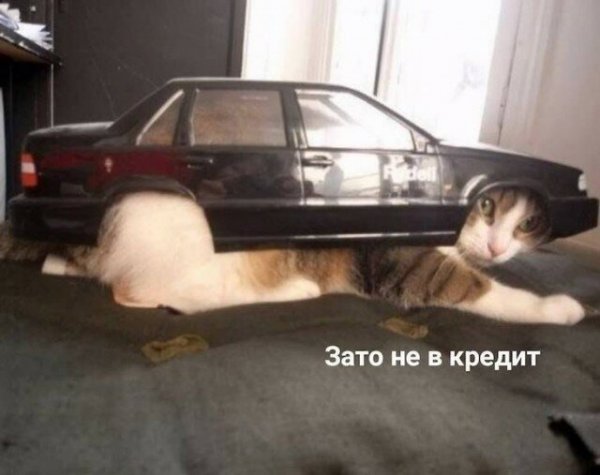 Котовсячина