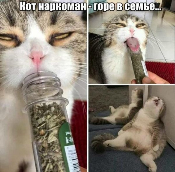 Котовсячина