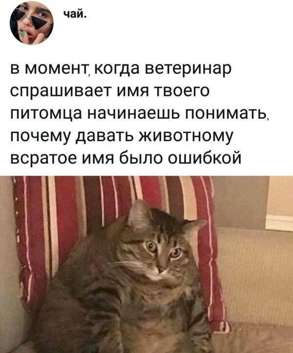 Котовсячина