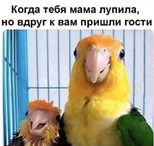 Юмор на любителя