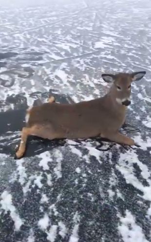 Мужчина спас семью оленей с замерзшего озера
