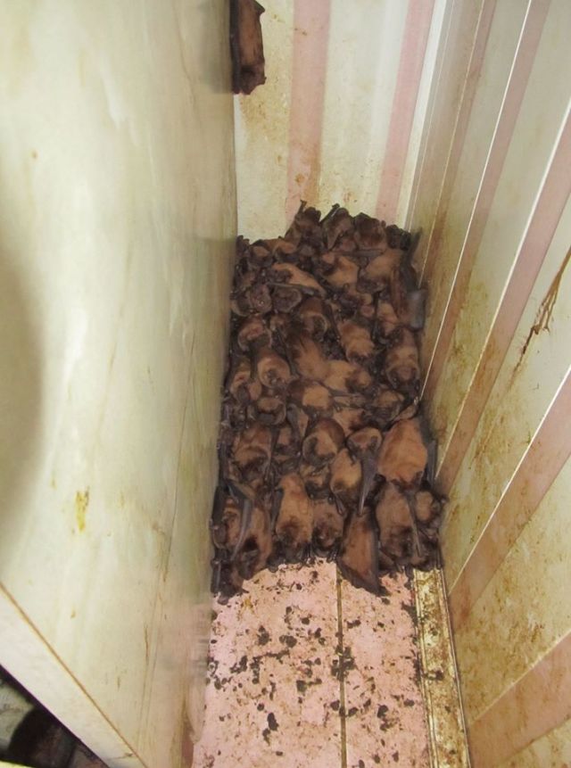 Во Львове на балконе многоэтажного дома поселилось рекордное количество летучих мышей