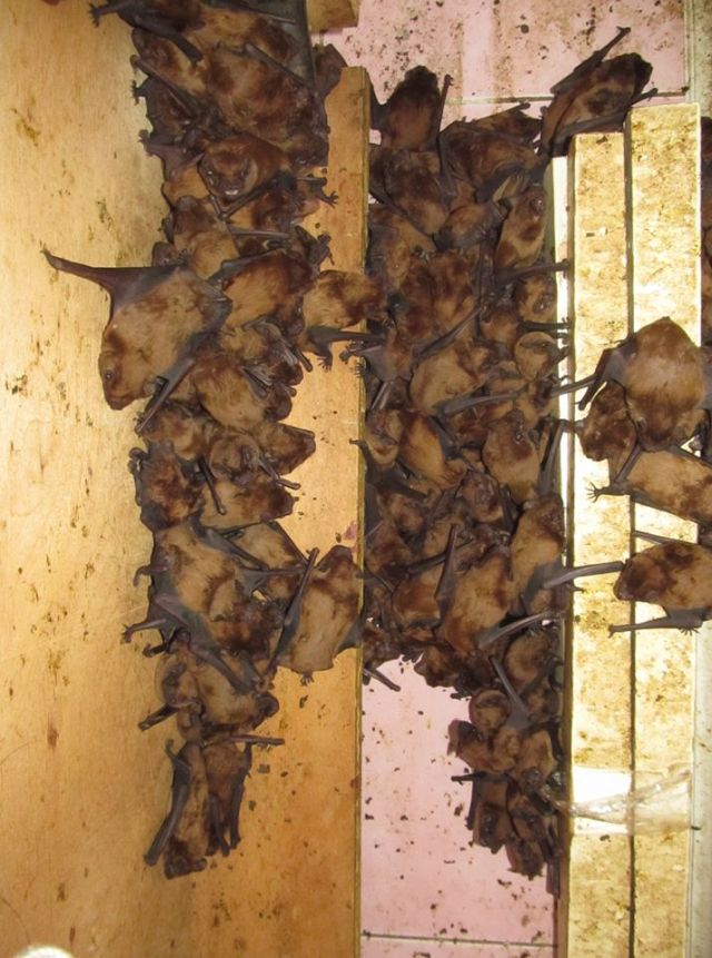 Во Львове на балконе многоэтажного дома поселилось рекордное количество летучих мышей Всячина