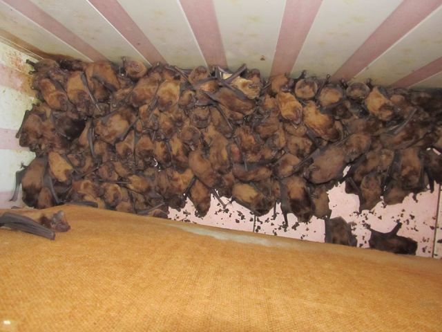 Во Львове на балконе многоэтажного дома поселилось рекордное количество летучих мышей