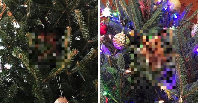 В США семья купила себе ёлку на Рождество с маленьким сюрпризом