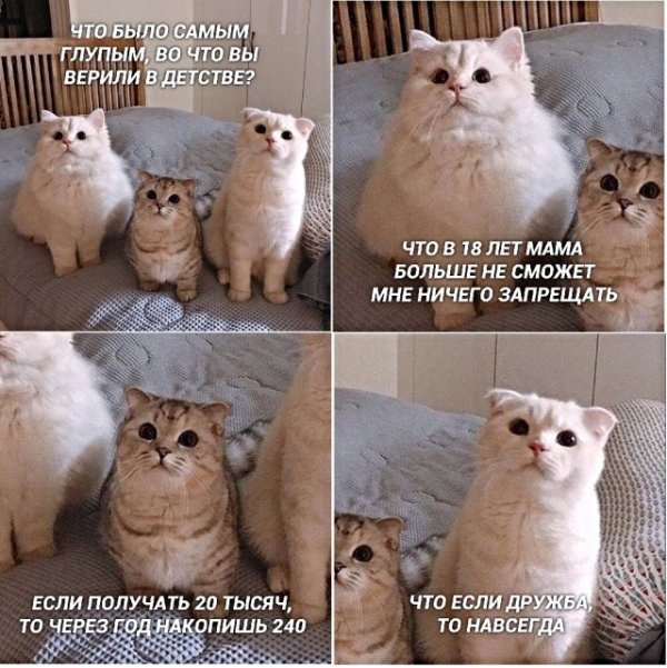 Картинки с котами и про котов