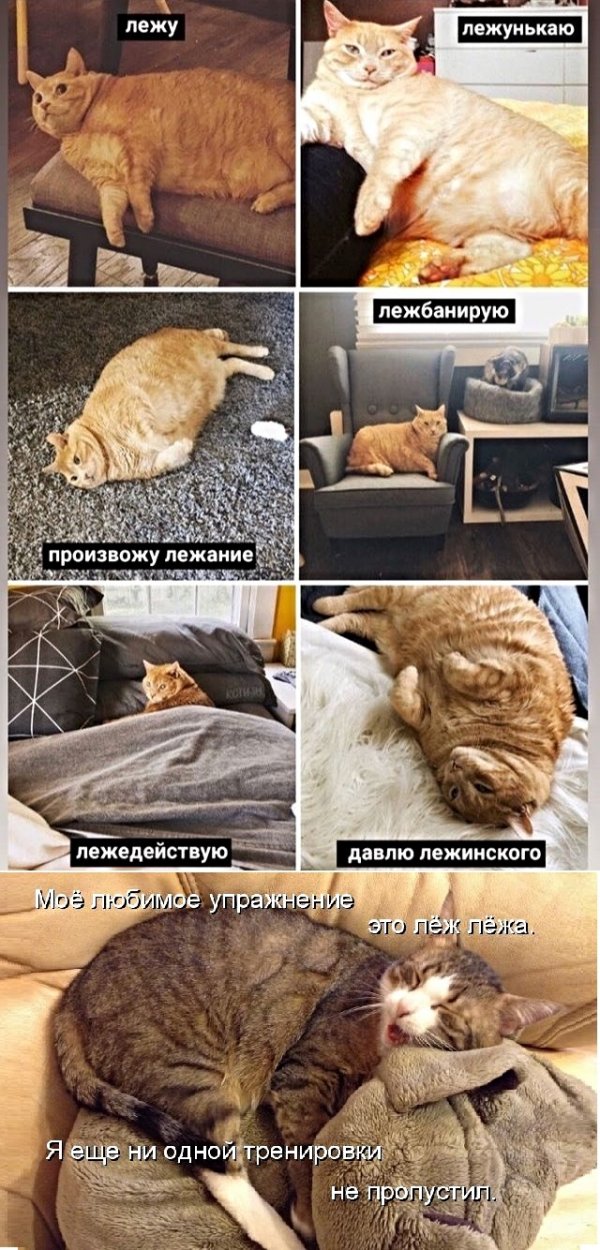 Картинки с котами и про котов