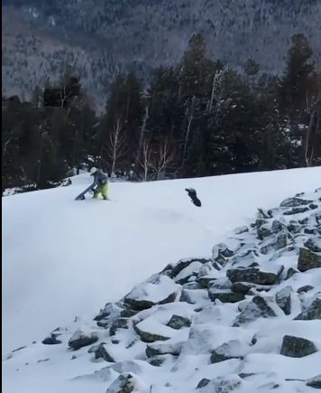 Нападение глухаря на сноубордиста