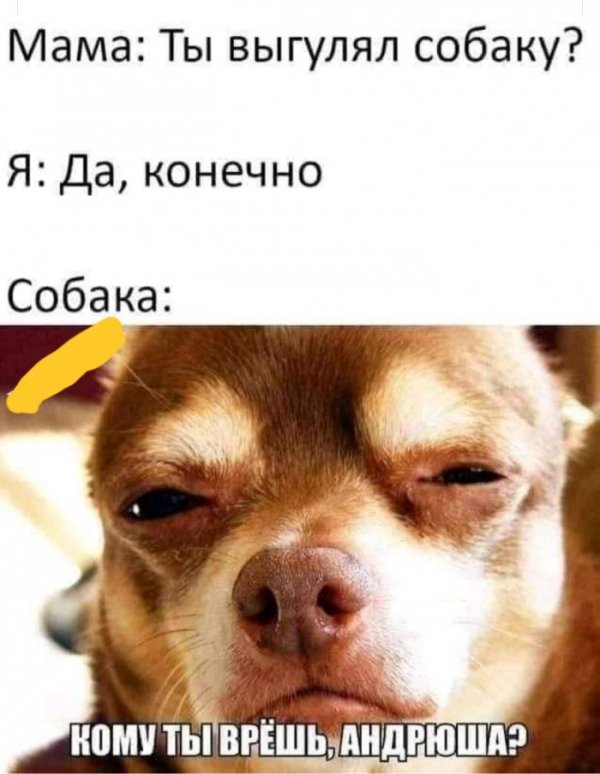 Юмор на любителя