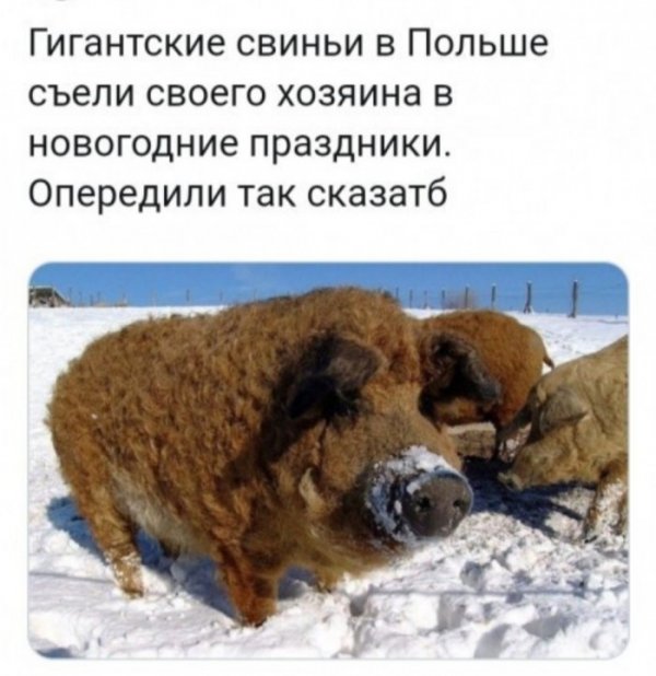 Юмор на любителя