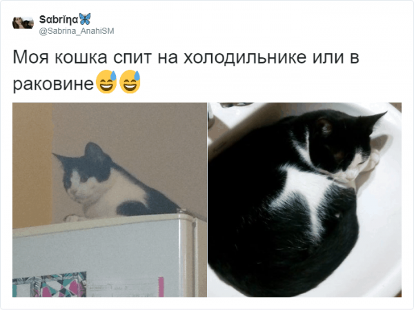 Самые странные существа на планете - это коты