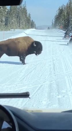 В Йеллоустонском национальном парке бизон троллил туристов на снегоходах