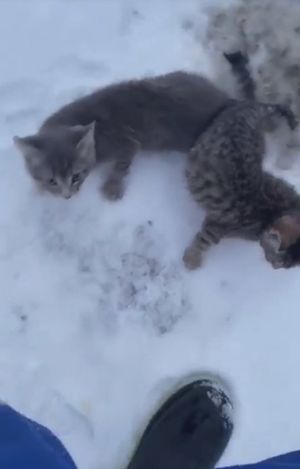 Спасение котят из ледяного плена