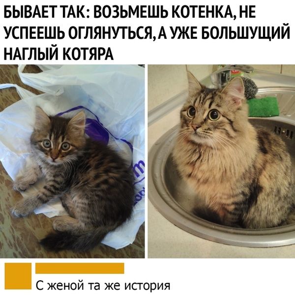 Прикольчики