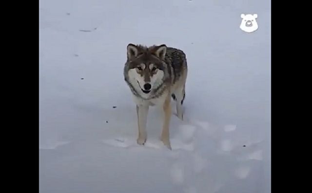 Волк - лучший друг человека