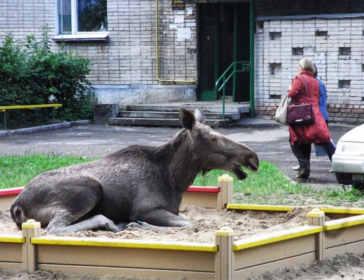 Прикольчики