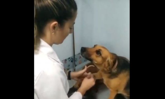Собака, парализованная страхом, на приеме у ветеринара